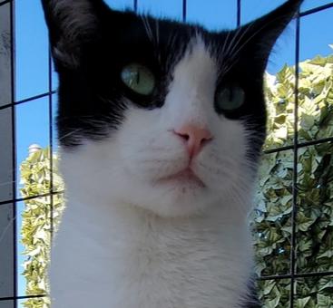 Enlarge 6502 Luke, a Adoptable Domestic Short Hair in Hartwell, GA image 3/5