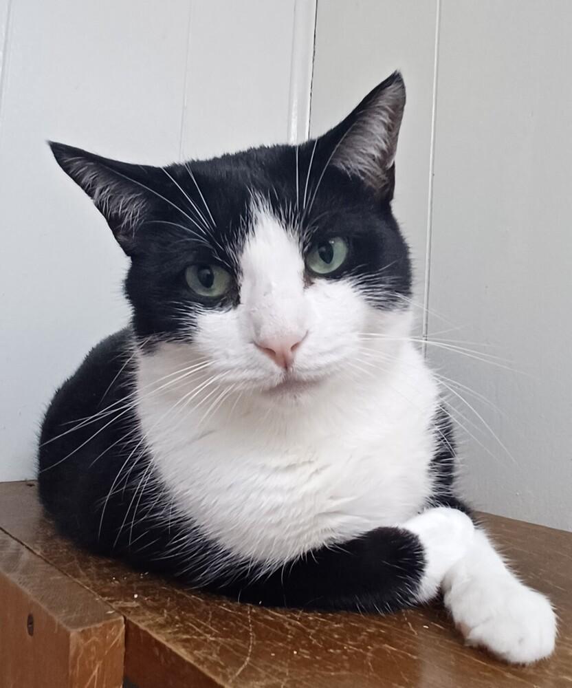 Enlarge 6502 Luke, a Adoptable Domestic Short Hair in Hartwell, GA image 4/5