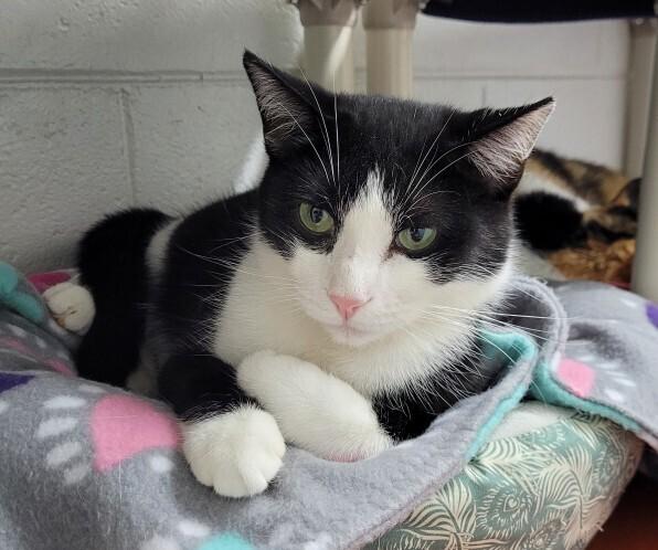 Enlarge 6502 Luke, a Adoptable Domestic Short Hair in Hartwell, GA image 5/5