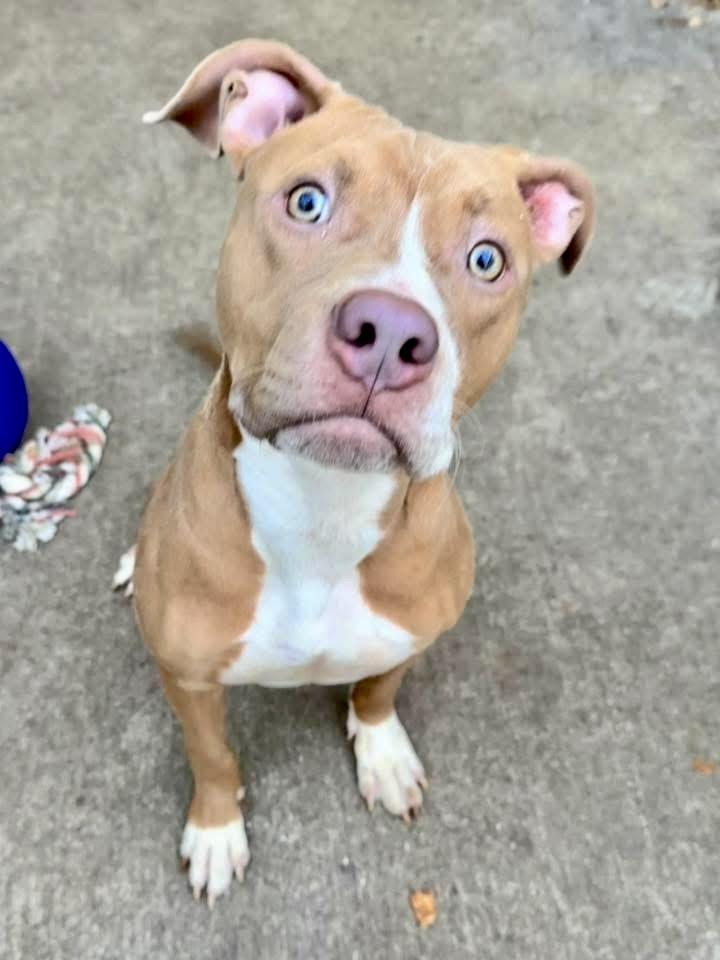 Dex, ADOPTABLE, Young Male Pit Bull Terrier.