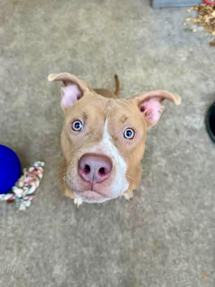 Dex, a ADOPTABLE Pit Bull Terrier in Chicago, IL image 2/5