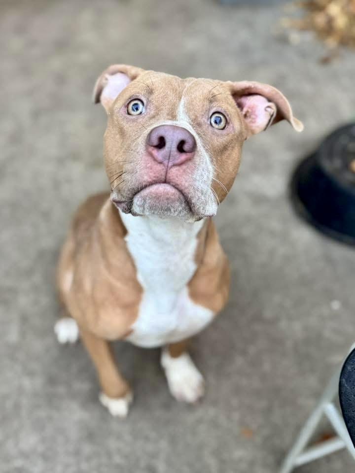 Dex, a ADOPTABLE Pit Bull Terrier in Chicago, IL image 3/5