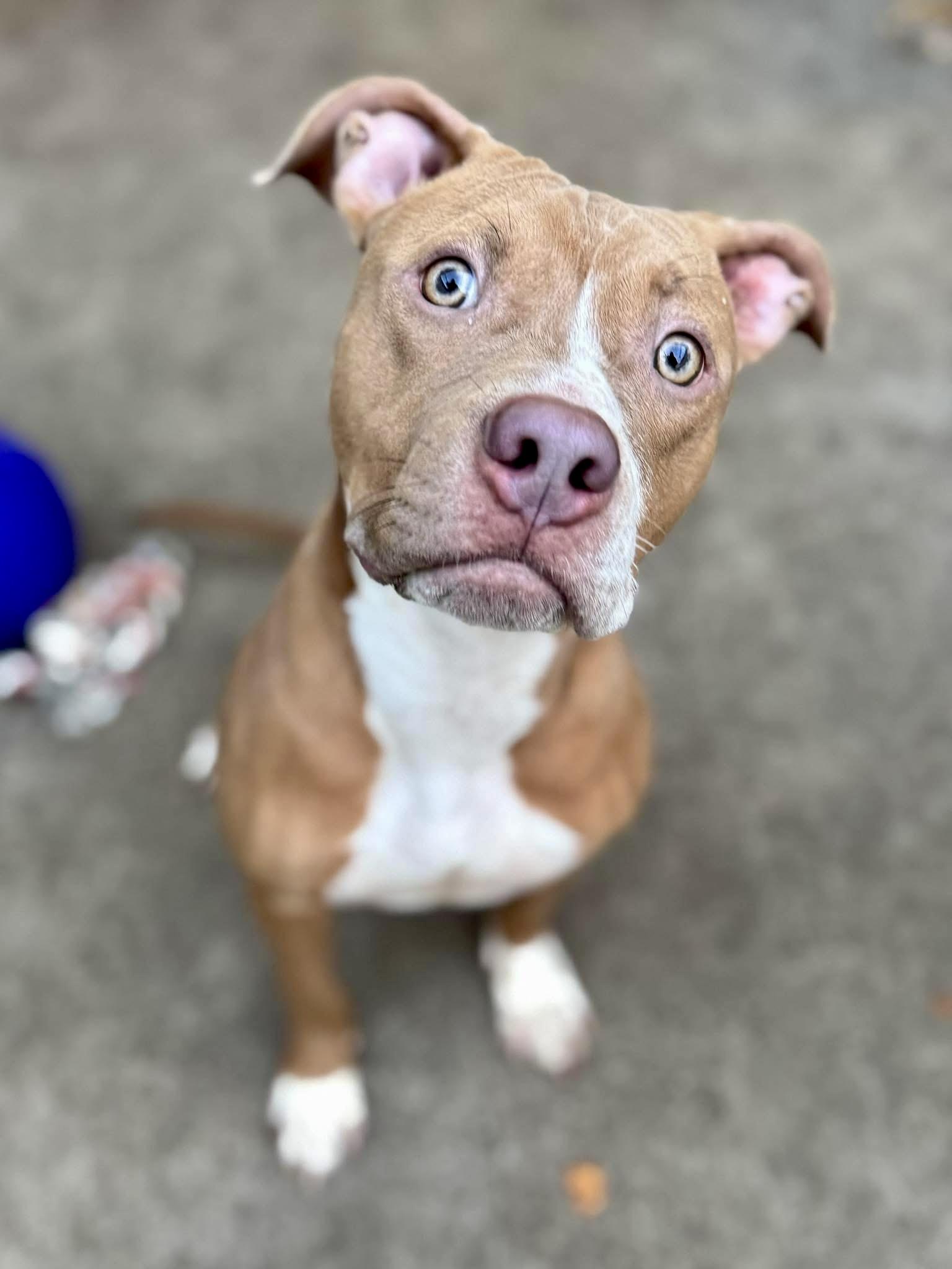 Dex, a ADOPTABLE Pit Bull Terrier in Chicago, IL image 4/5