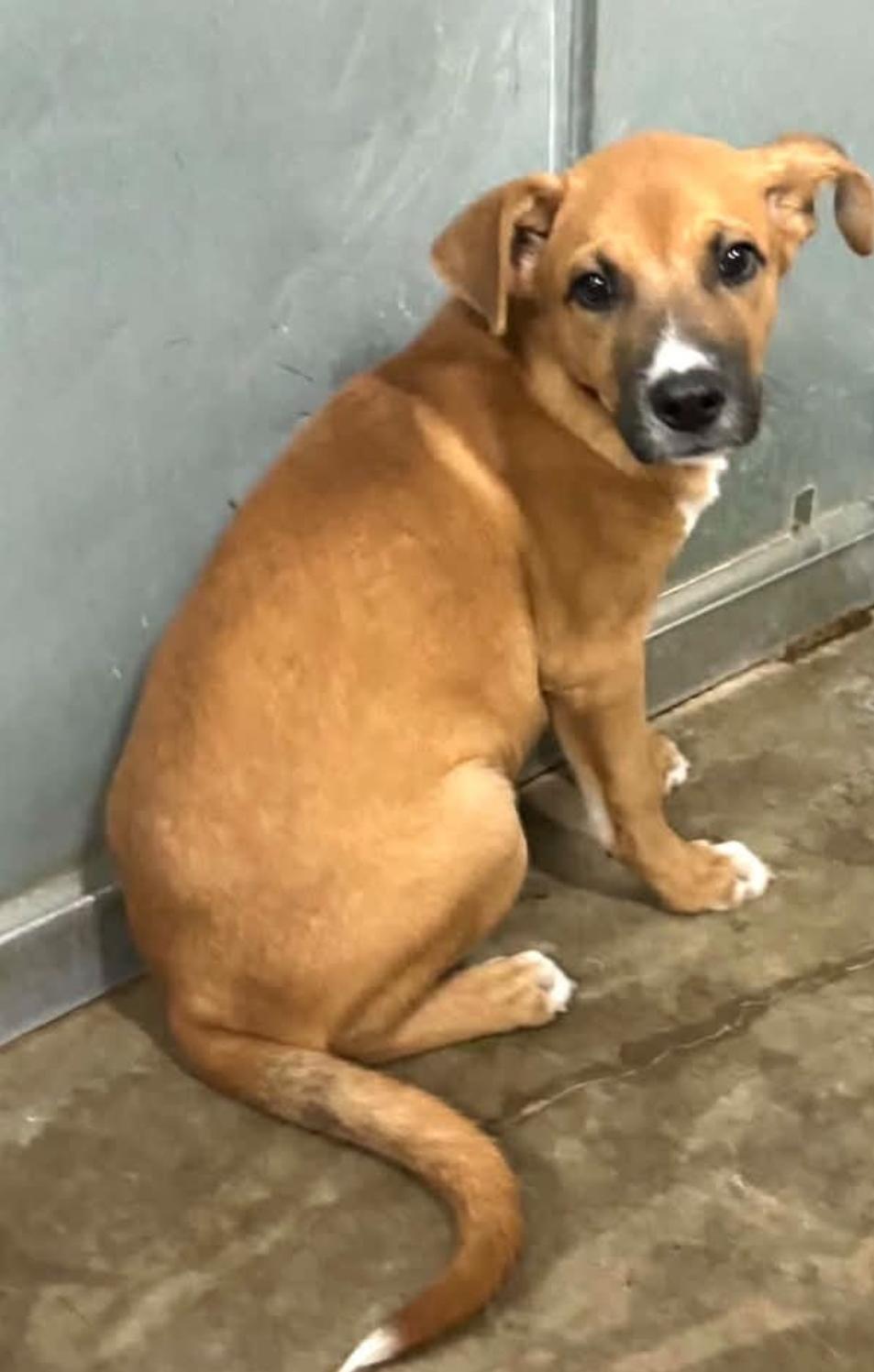 Sonic, Adoptable, Puppy Male Coonhound.