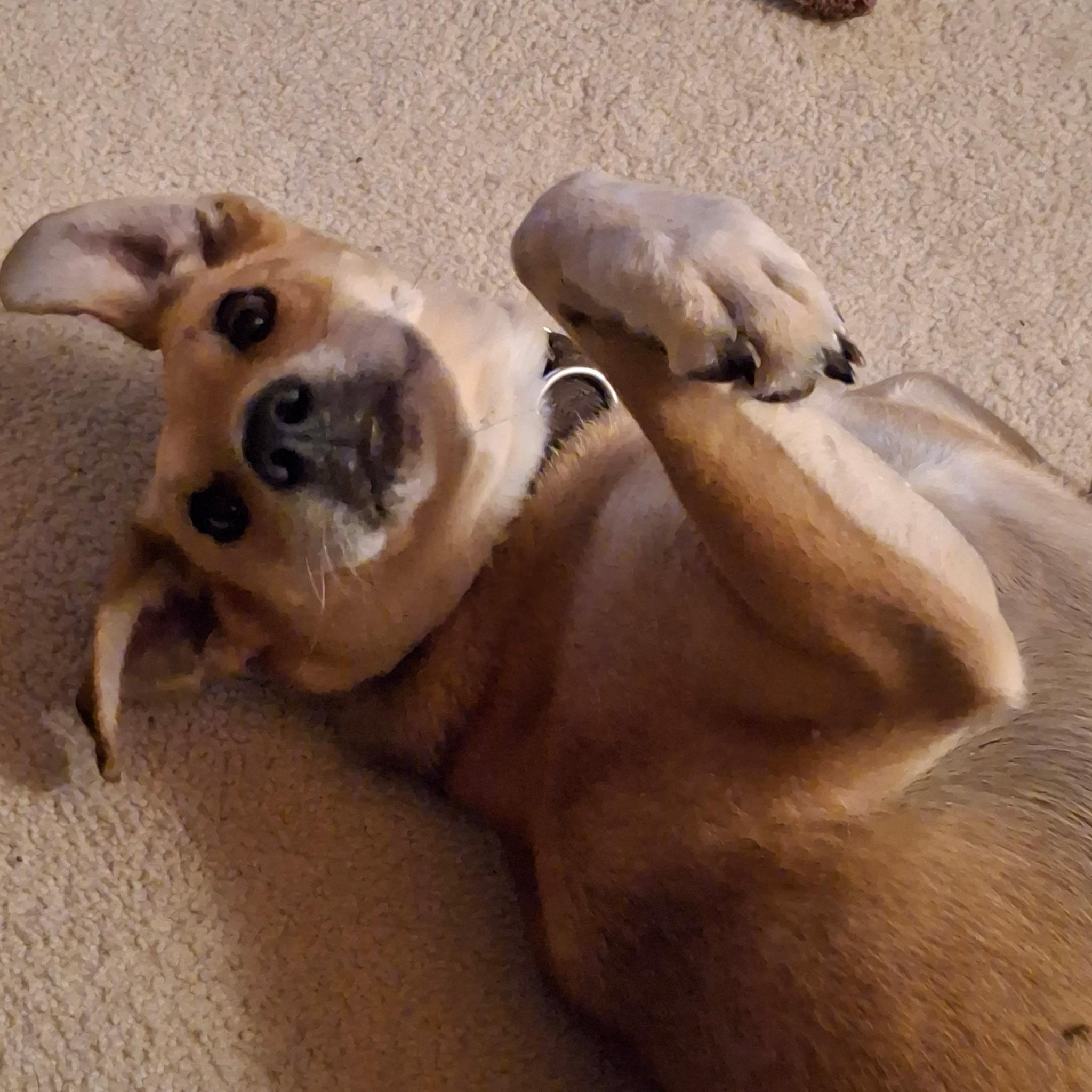 Fern, Adoptable, Adult Female Hound.