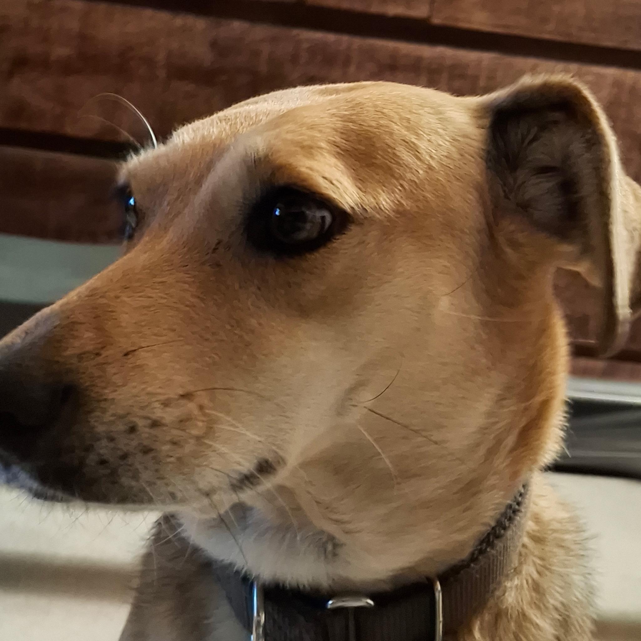 Enlarge Fern, an adopted mixed breed in Wayzata, MN image 3/6