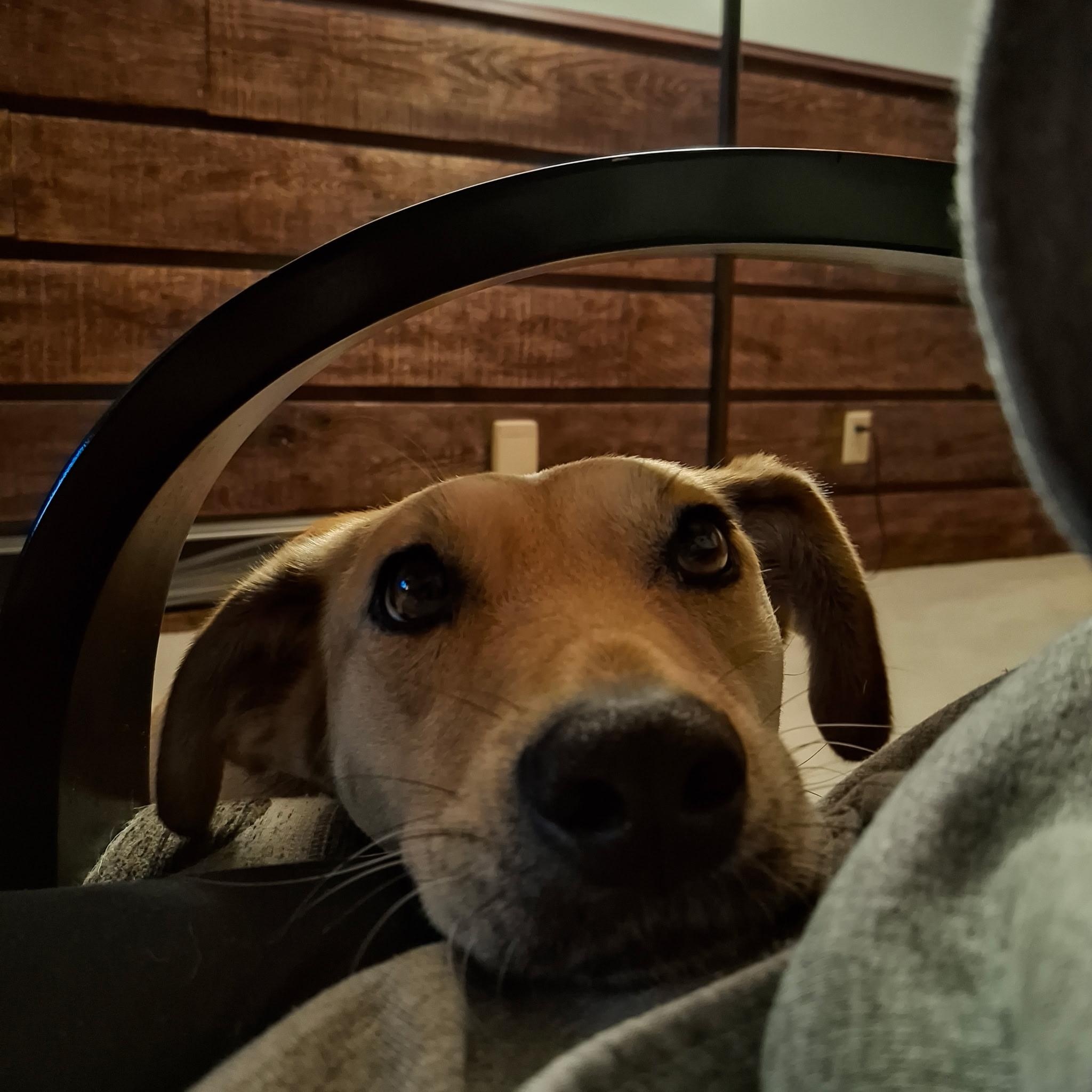 Enlarge Fern, an adopted mixed breed in Wayzata, MN image 5/6