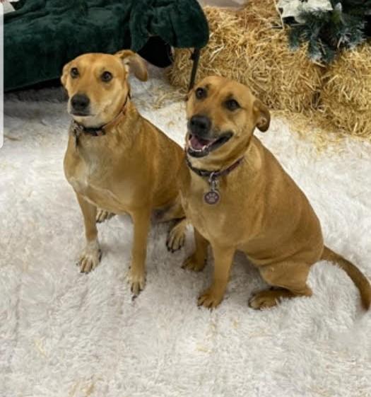 Fern, Adoptable, Adult Female Hound.