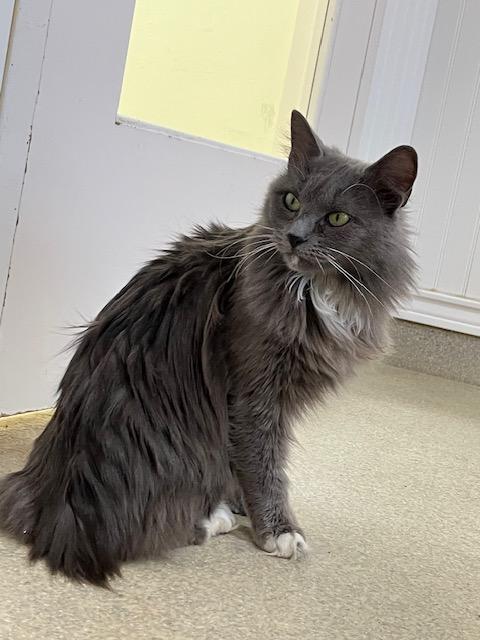 Enlarge Ember, a ADOPTABLE Domestic Long Hair in Westbrook, CT image 4/5