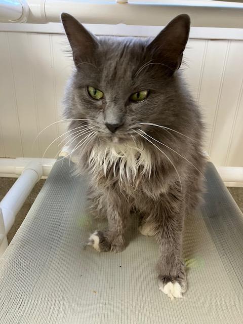 Enlarge Ember, a ADOPTABLE Domestic Long Hair in Westbrook, CT image 3/5