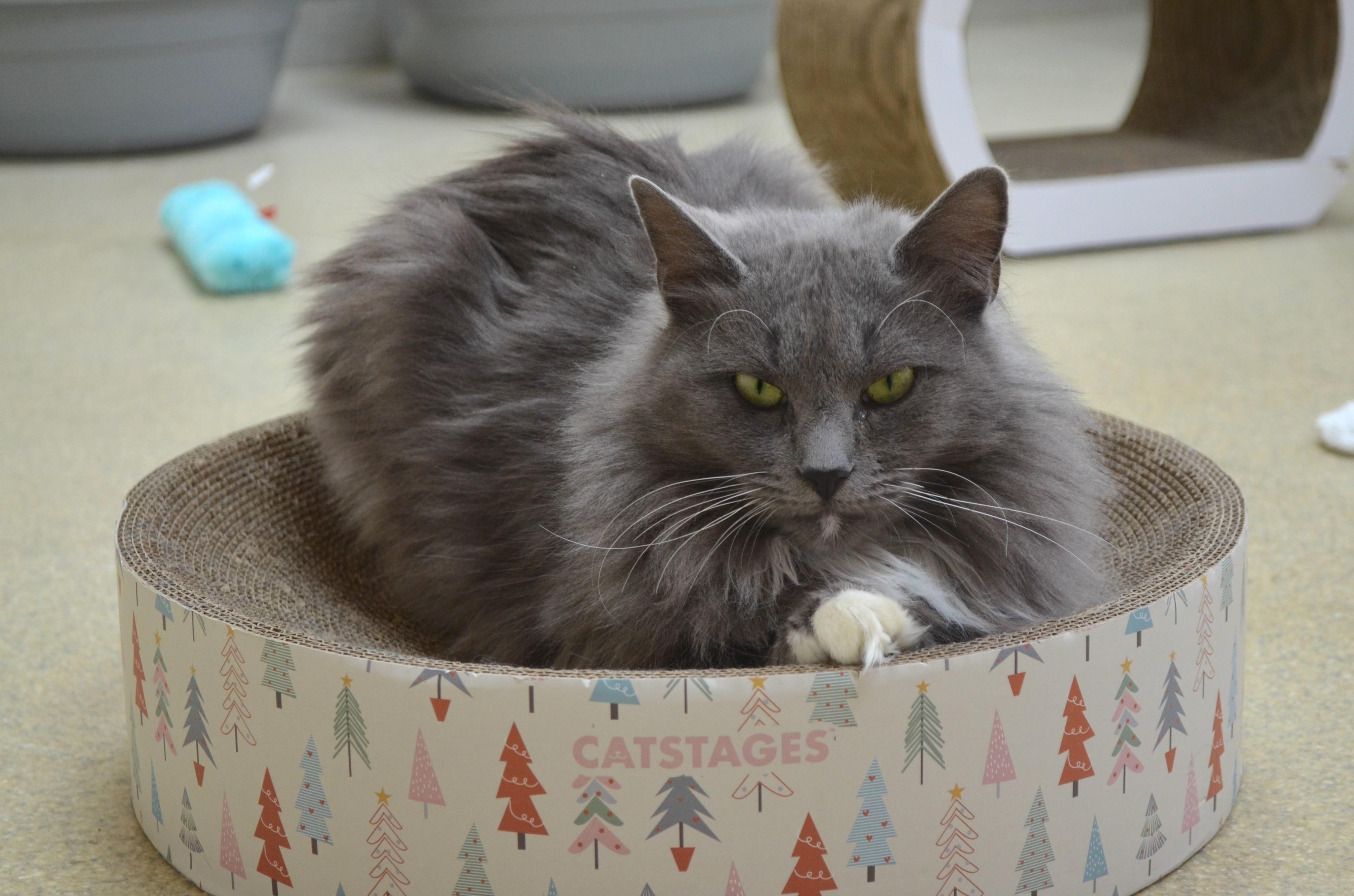 Enlarge Ember, an adopted Domestic Long Hair in Westbrook, CT image 5/6