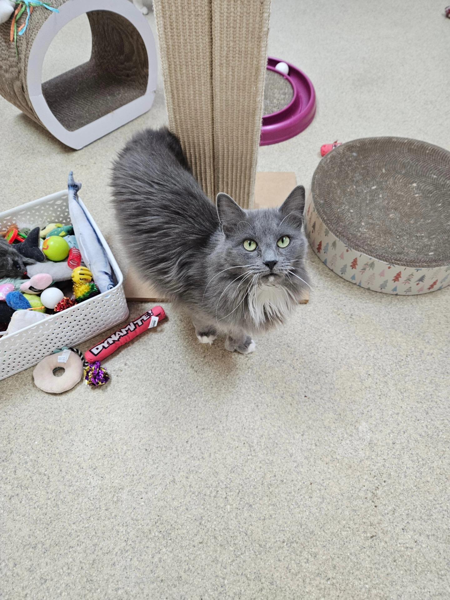 Enlarge Ember, a ADOPTABLE Domestic Long Hair in Westbrook, CT image 2/5