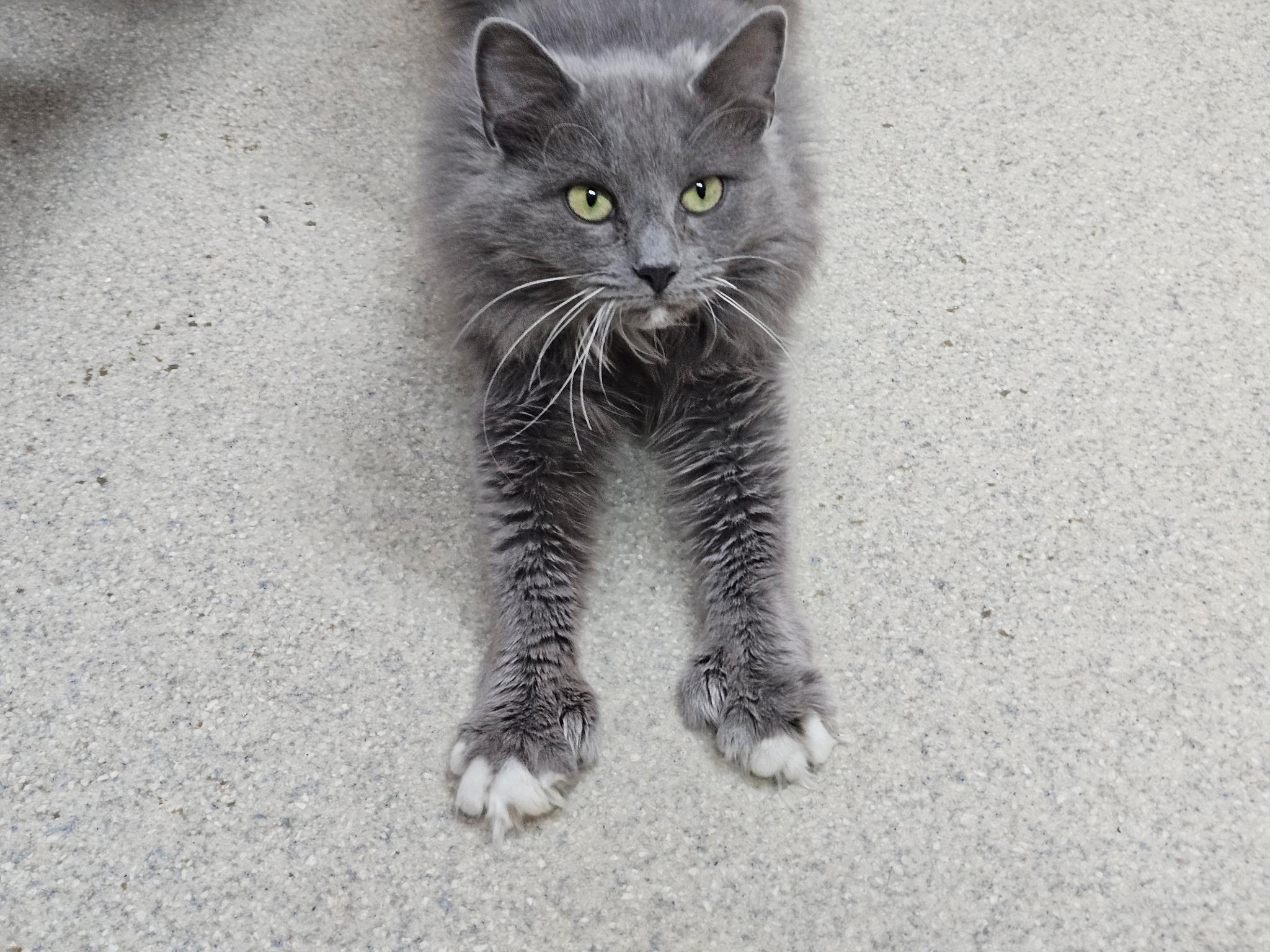 Ember, ADOPTABLE, Adult Female Domestic Long Hair.