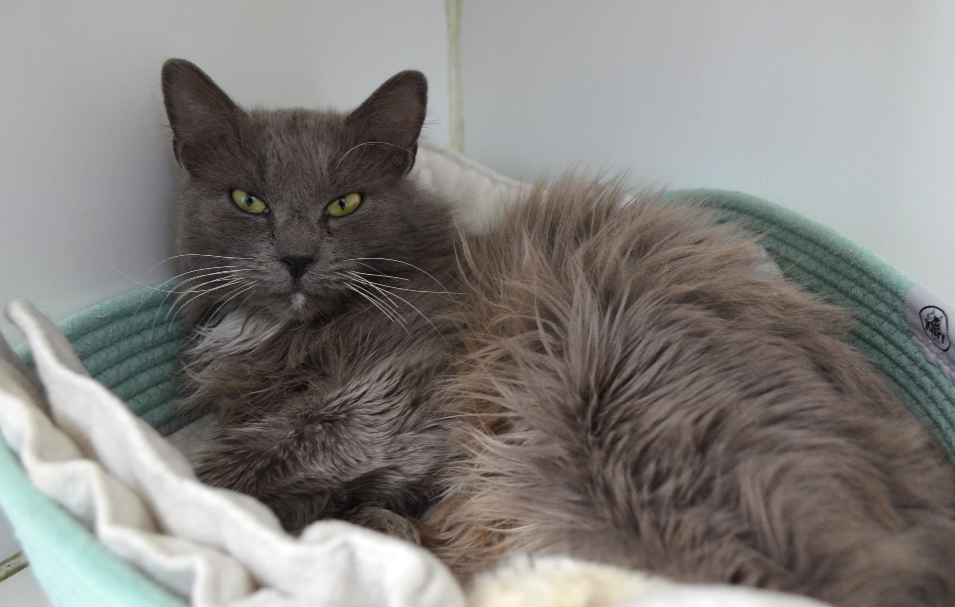 Enlarge Ember, a ADOPTABLE Domestic Long Hair in Westbrook, CT image 5/5