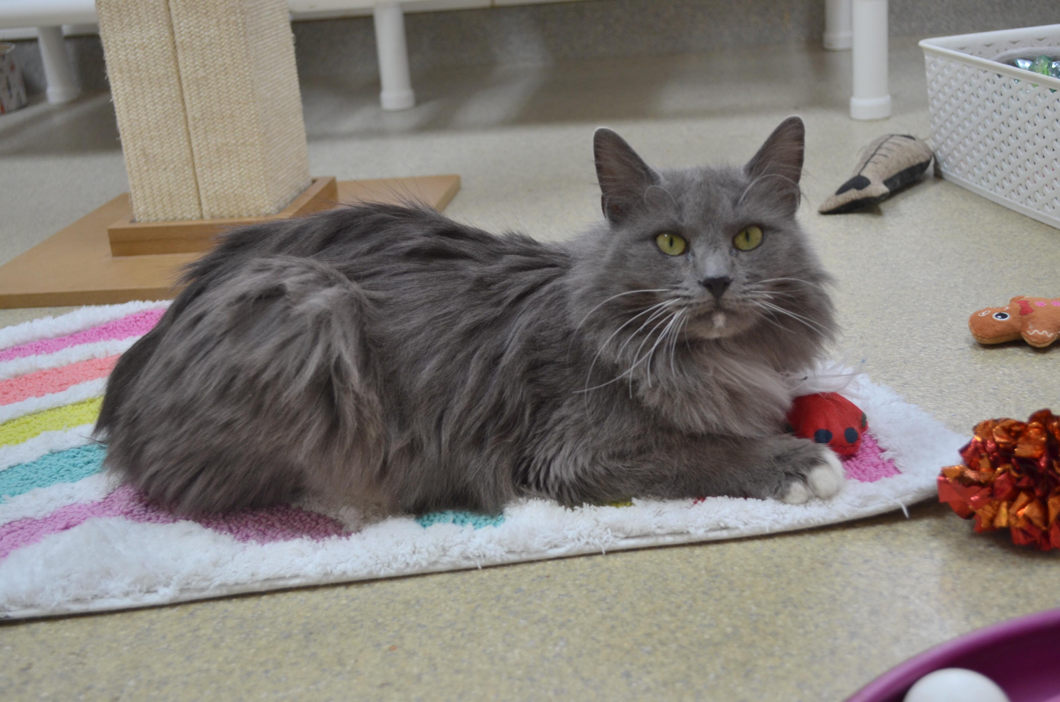 Ember, ADOPTABLE, Adult Female Domestic Long Hair.