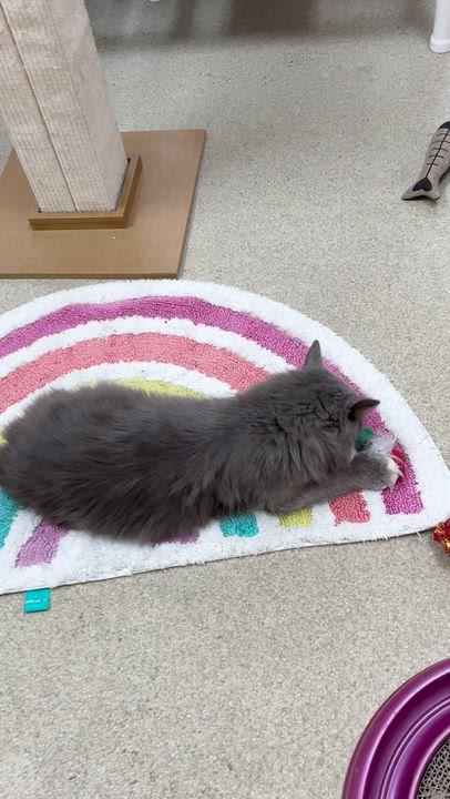 Enlarge Ember, an adopted Domestic Long Hair in Westbrook, CT video 6/6