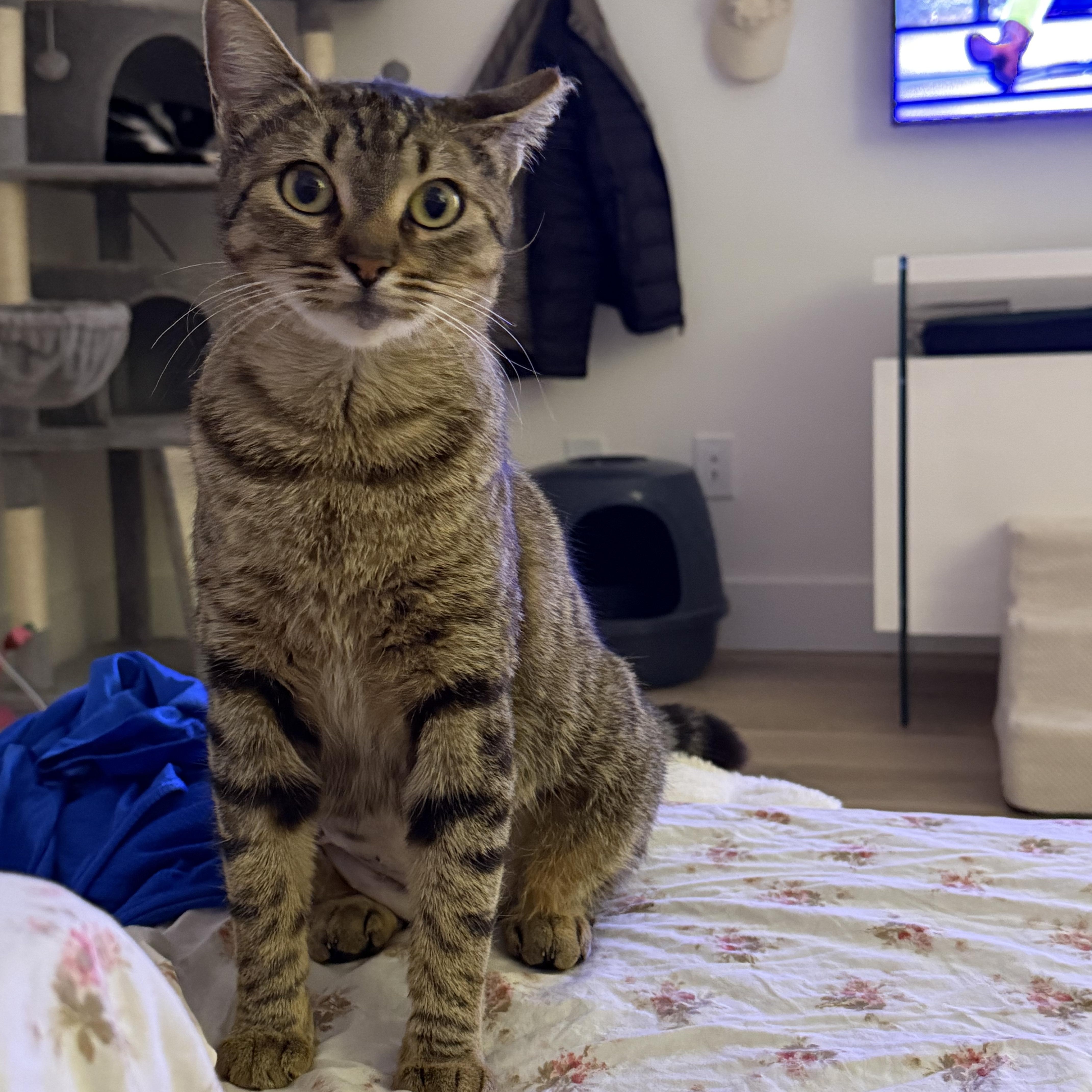 Enlarge Lenore, a ADOPTABLE Domestic Short Hair in San Jose, CA image 2/6