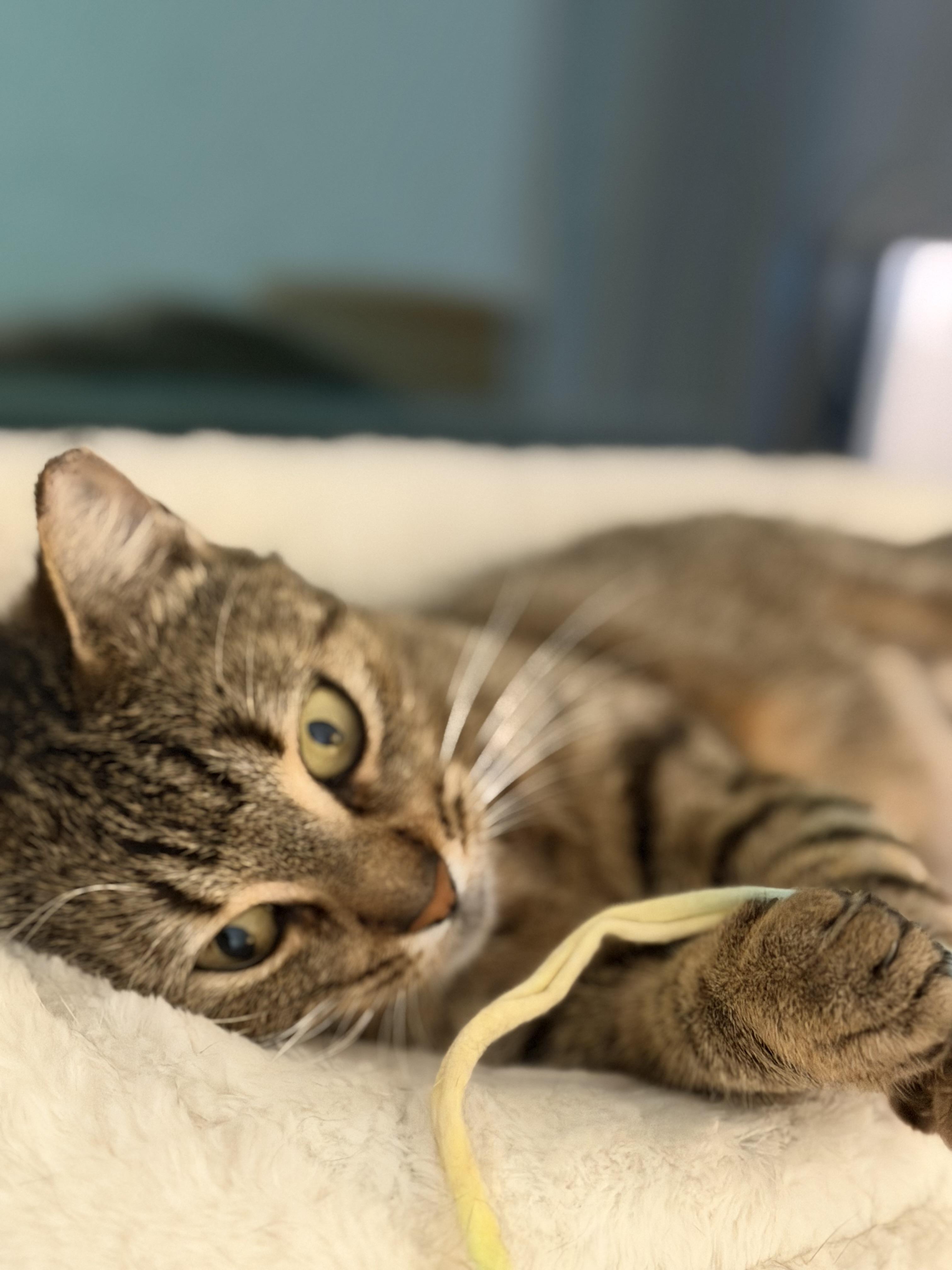 Enlarge Lenore, a ADOPTABLE Domestic Short Hair in San Jose, CA image 4/6