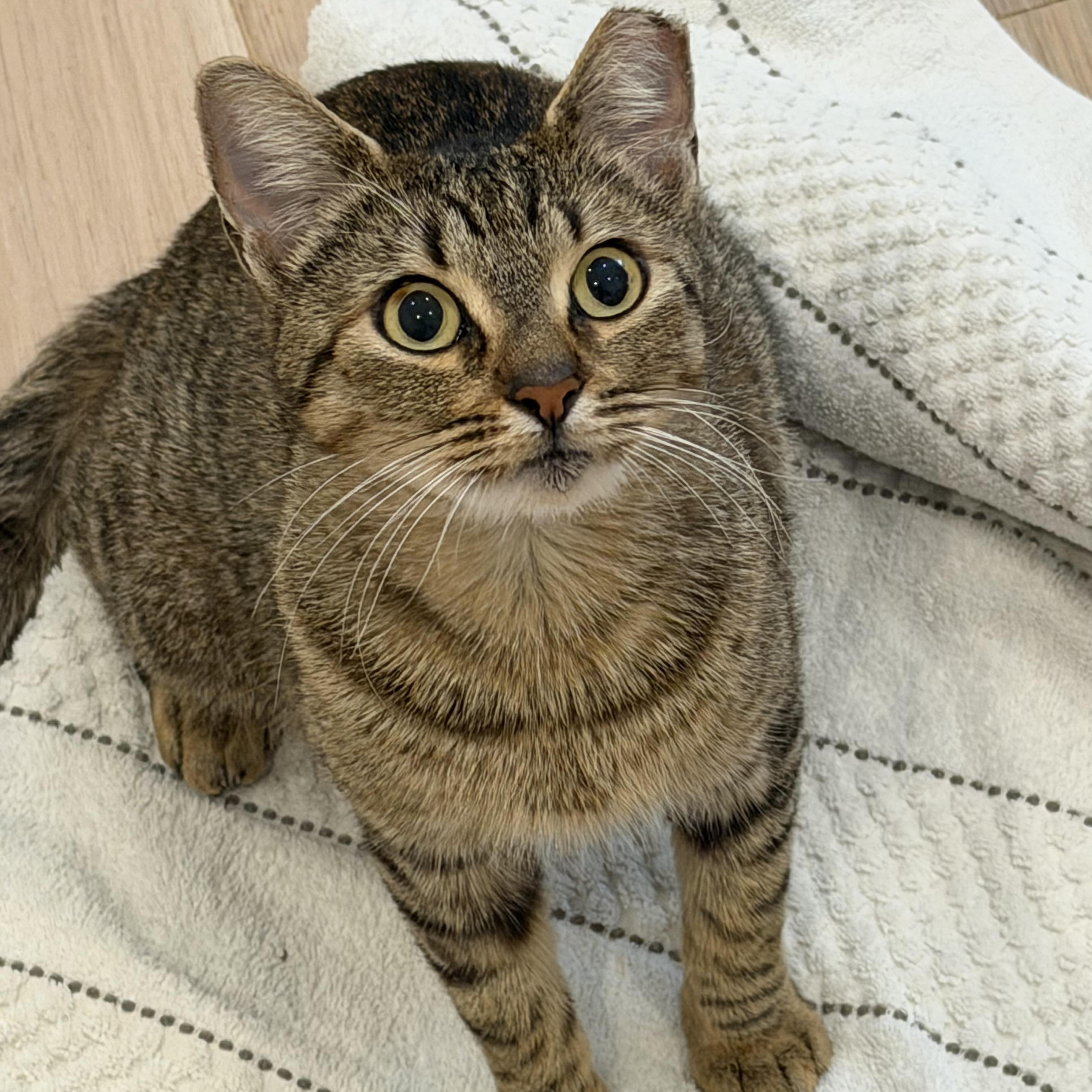 Lenore, ADOPTABLE, Young Female Domestic Short Hair.