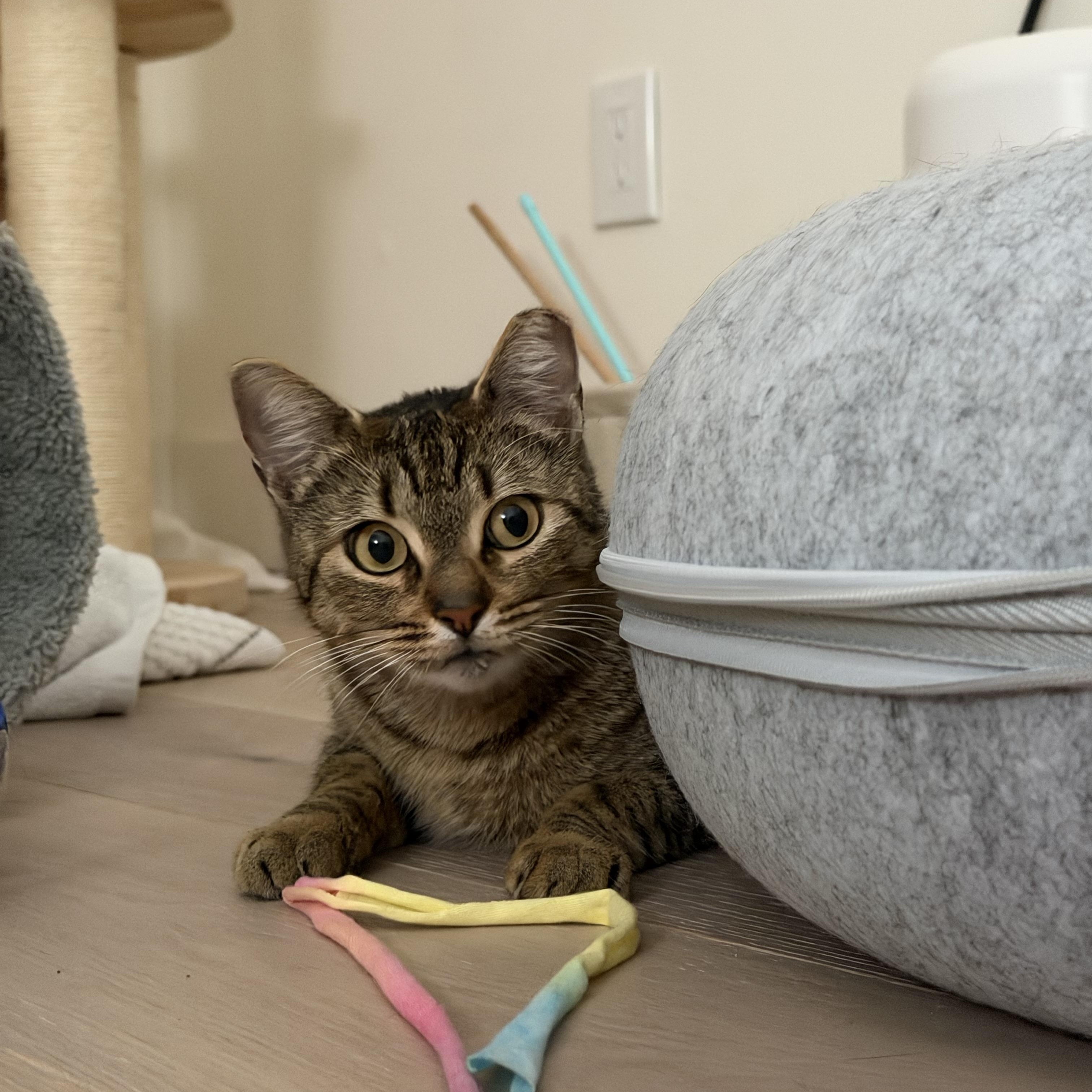 Enlarge Lenore, a ADOPTABLE Domestic Short Hair in San Jose, CA image 6/6