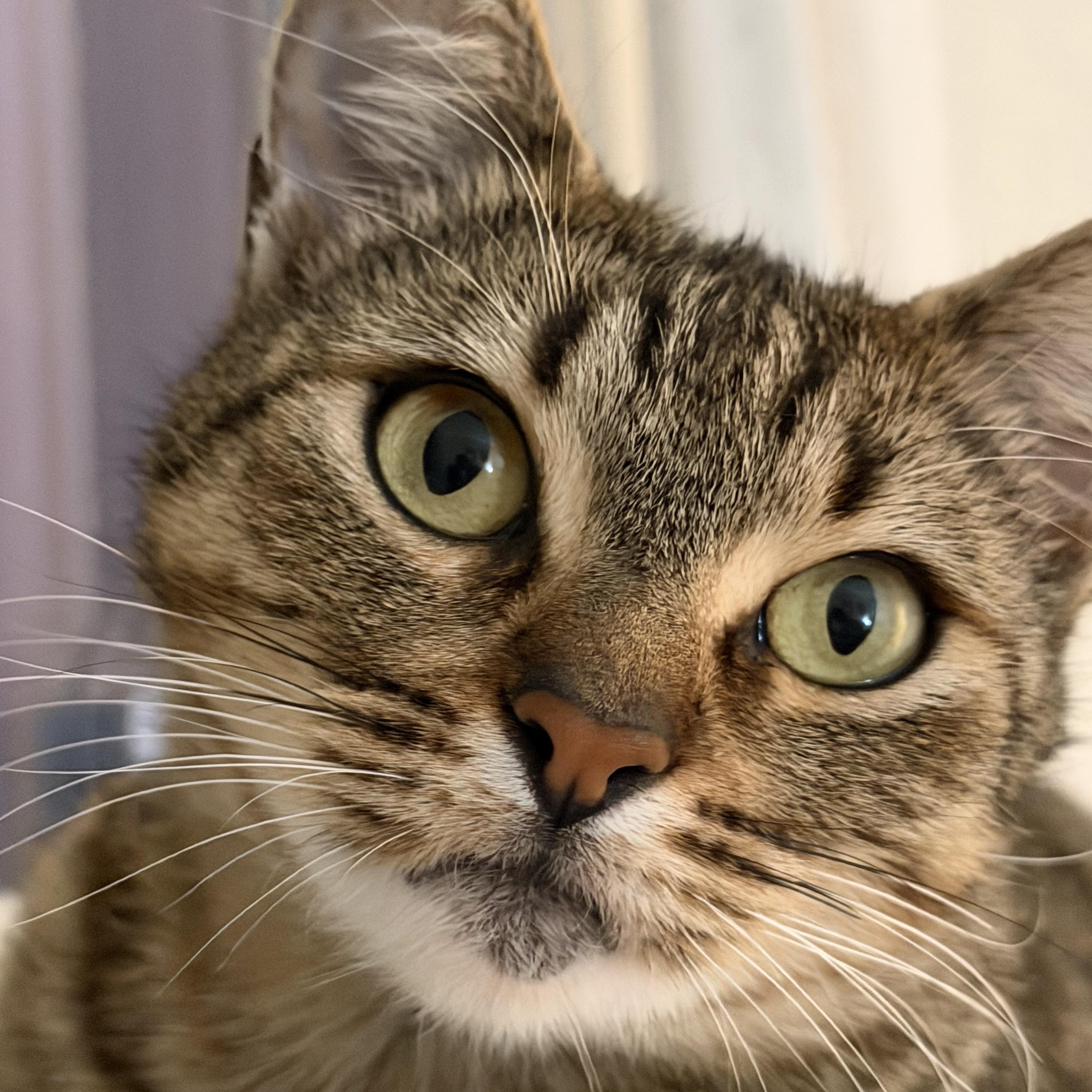 Enlarge Lenore, a ADOPTABLE Domestic Short Hair in San Jose, CA image 5/6