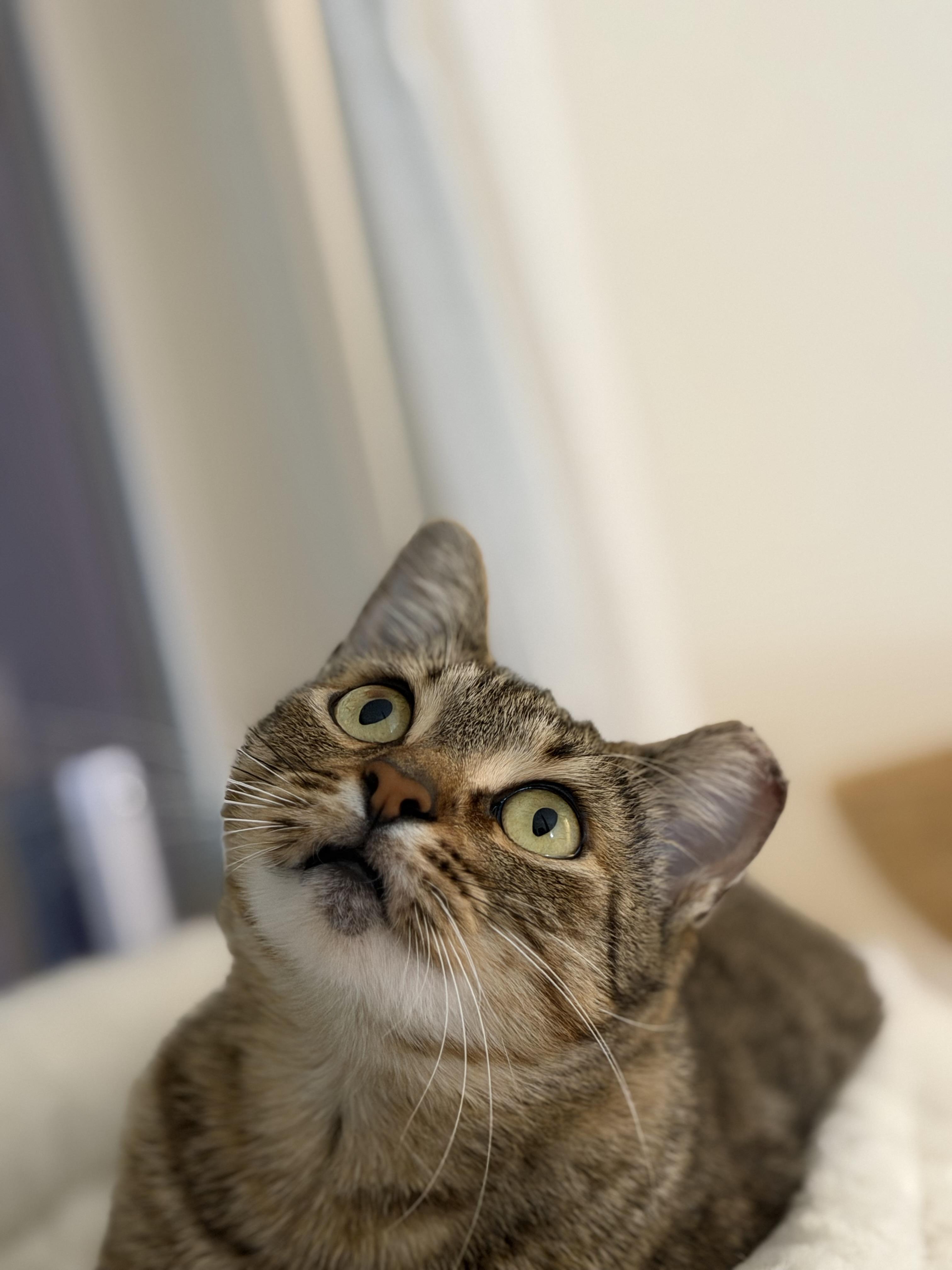 Enlarge Lenore, a ADOPTABLE Domestic Short Hair in San Jose, CA image 3/6