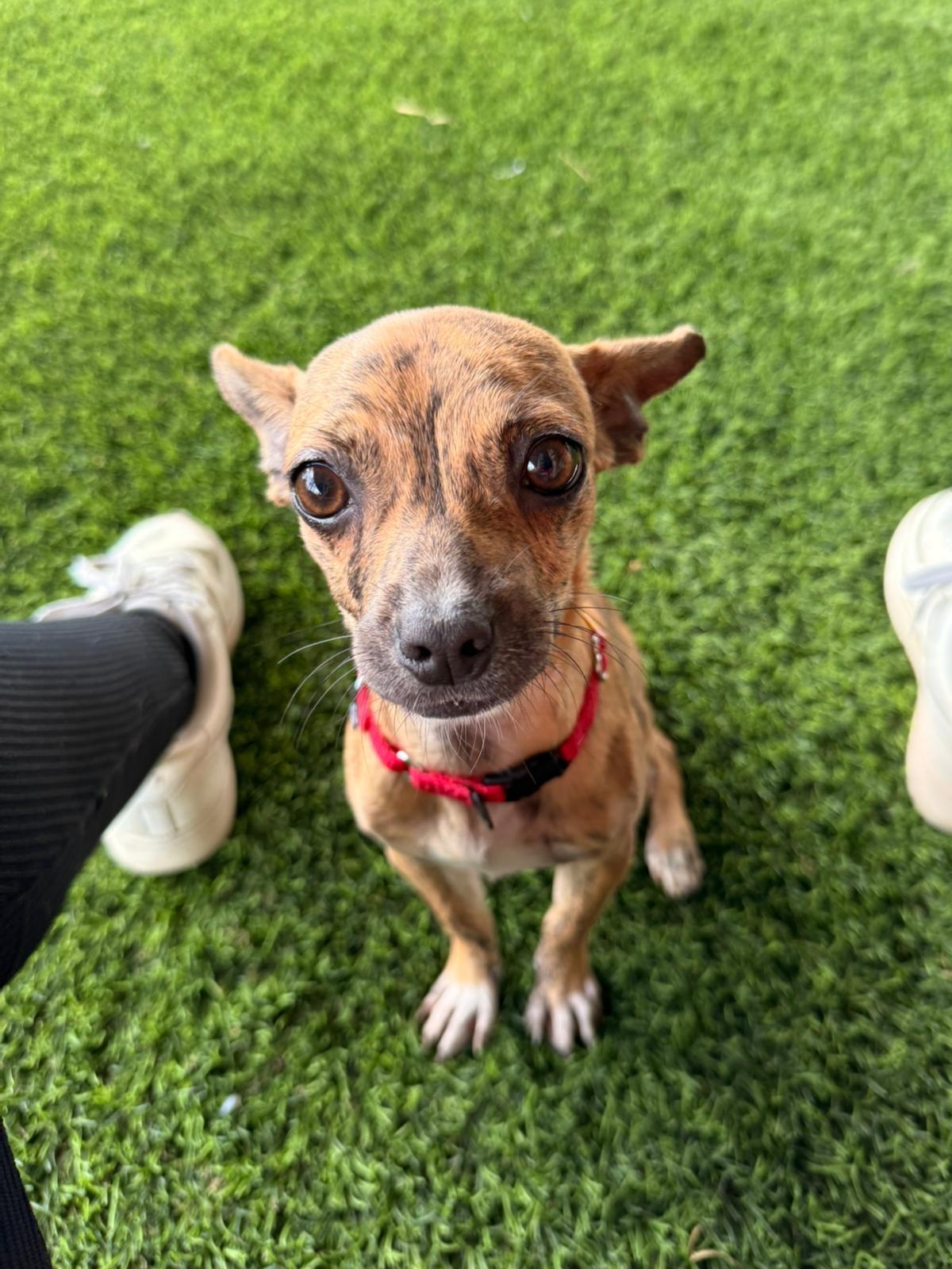 Enlarge Ali, an adopted mixed breed in Brooklyn, NY image 3/4