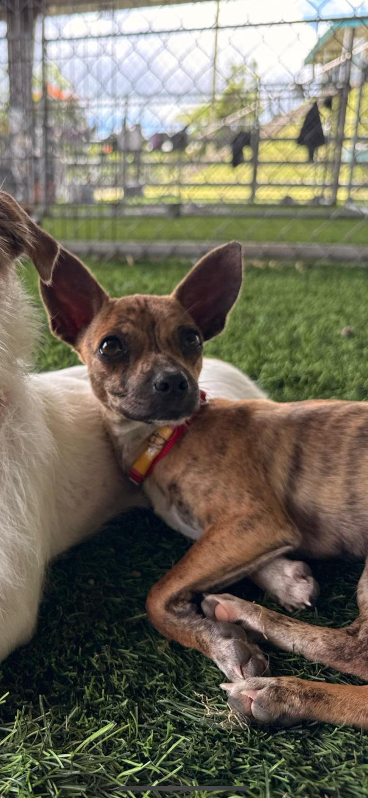 Enlarge Ali, an adopted mixed breed in Brooklyn, NY image 4/4