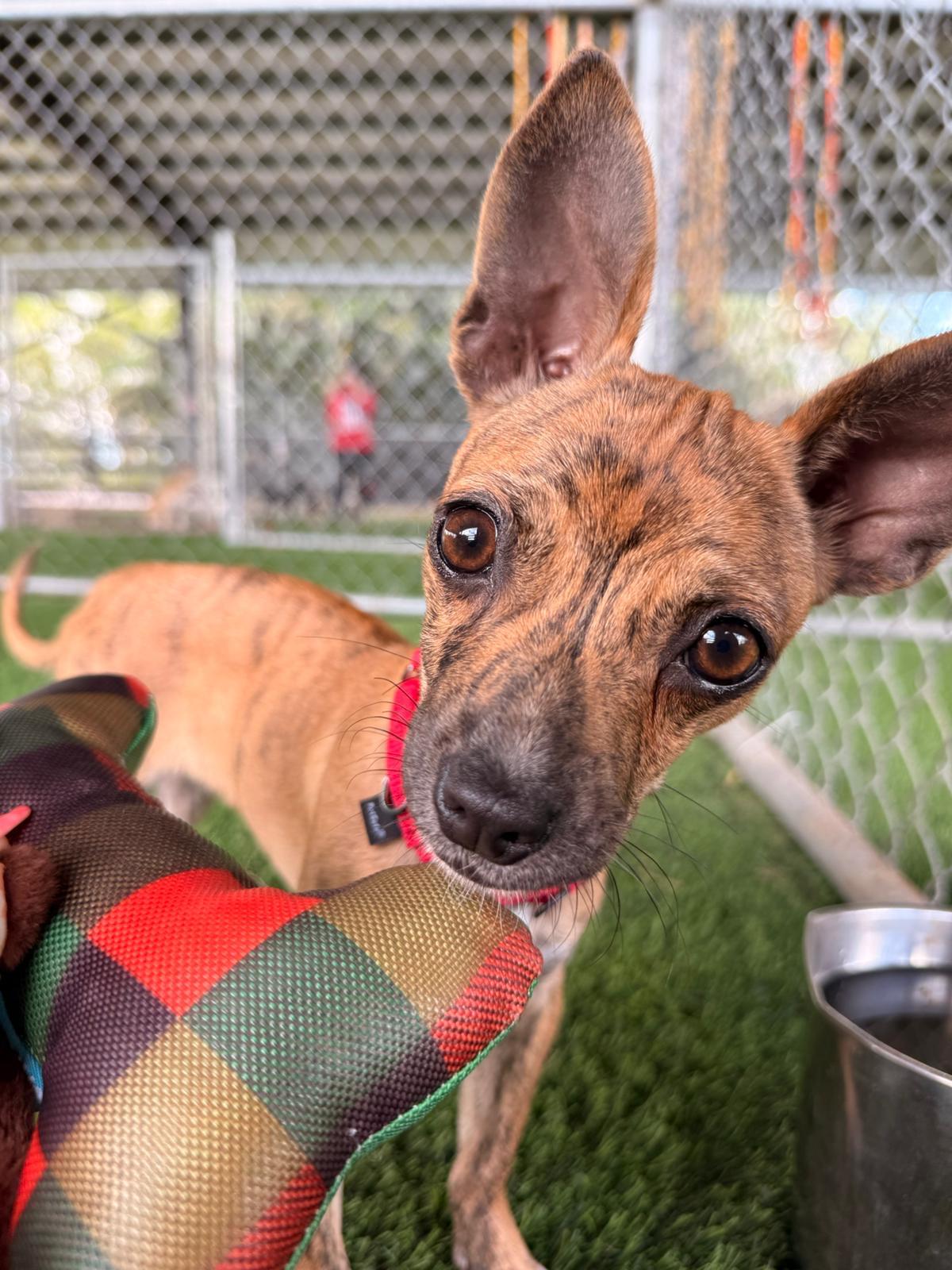 Enlarge Ali, an adopted mixed breed in Brooklyn, NY image 1/4