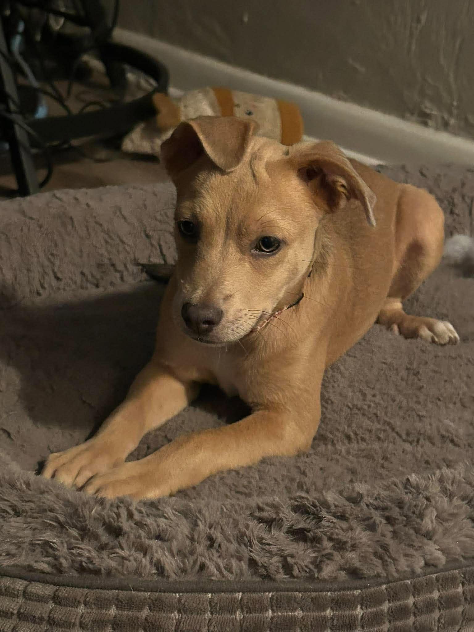 Enlarge Avery, a Adopted mixed breed in New Smyrna Beach, FL image 1/1