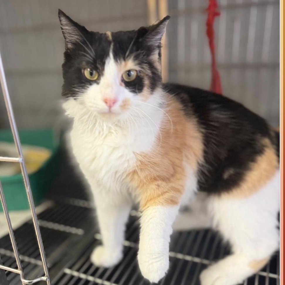 Enlarge Calimar - The Celestial Calico, a Adopted mixed breed in LAS VEGAS, NV image 2/6