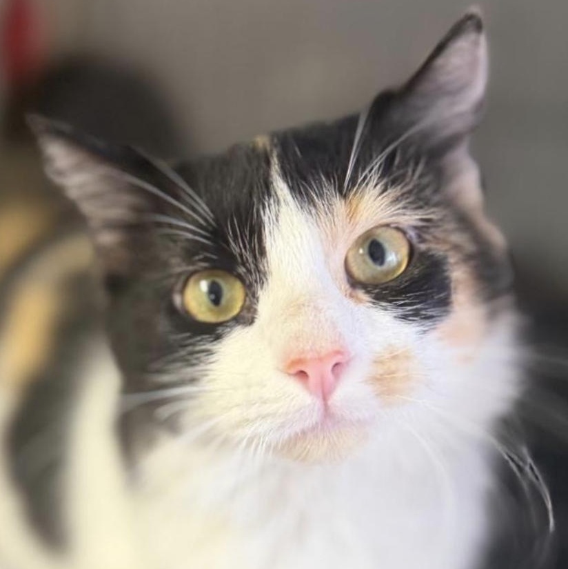 Calimar - The Celestial Calico, Adopted, Adult Female Calico.