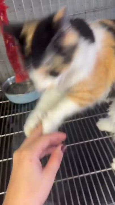Enlarge Calimar - The Celestial Calico, a Adopted mixed breed in LAS VEGAS, NV video 6/6