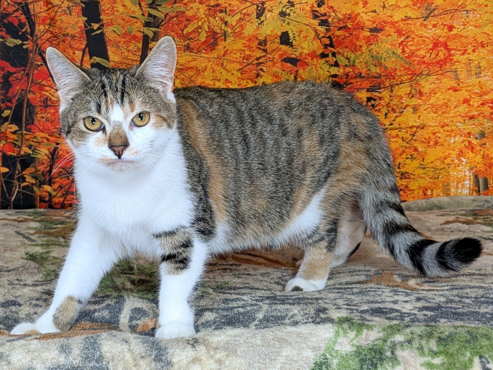 Enlarge Joplin, a Adoptable mixed breed in Monroe, WA image 2/6