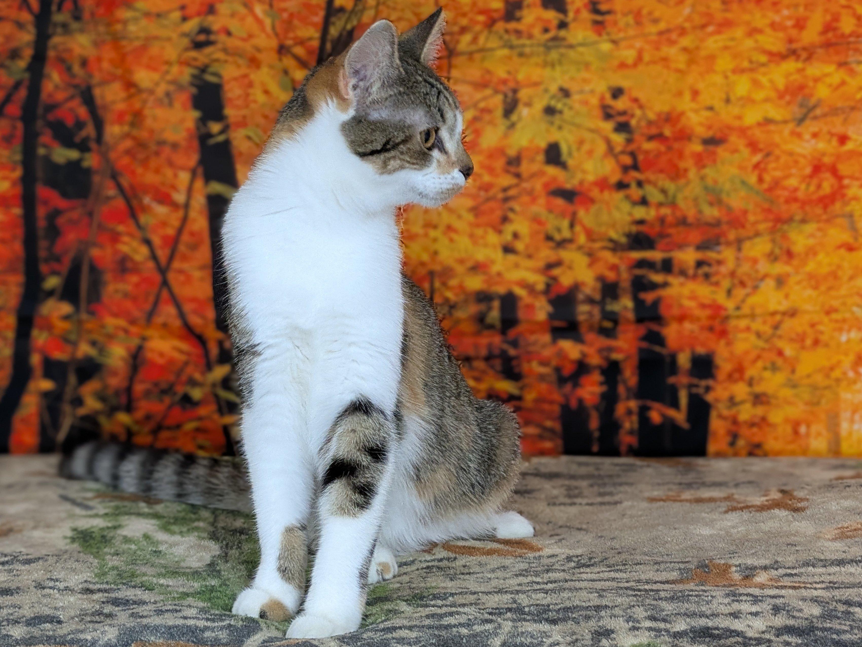 Enlarge Joplin, a Adoptable mixed breed in Monroe, WA image 3/6