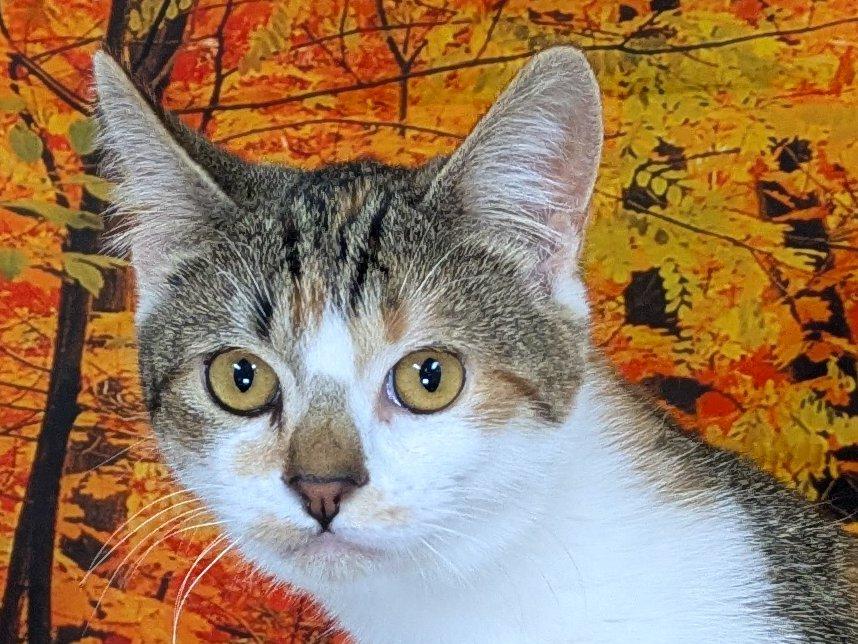 Enlarge Joplin, a Adoptable mixed breed in Monroe, WA image 1/6