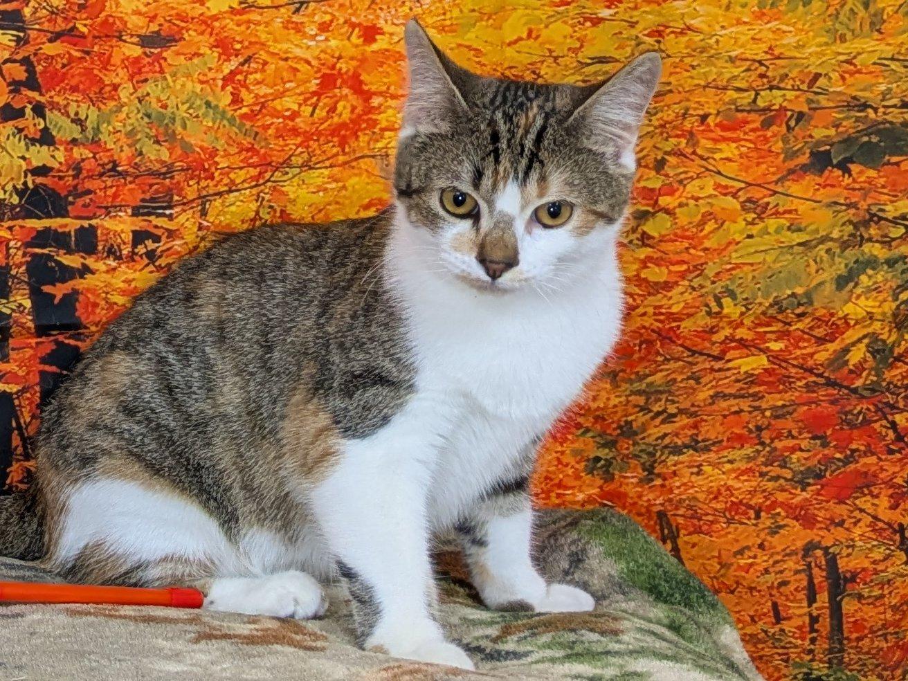 Enlarge Joplin, a Adoptable mixed breed in Monroe, WA image 4/6