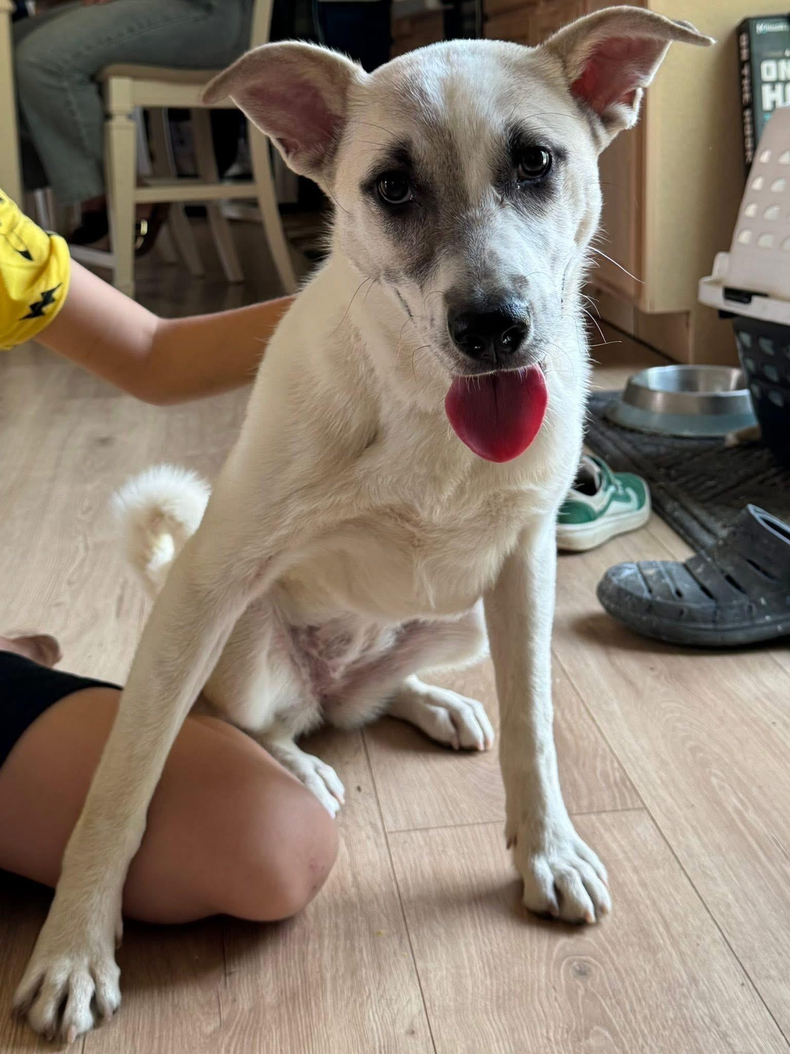 Amelia, an adoptable Australian Cattle Dog / Blue Heeler, Feist in Pittstown, NJ, 08867 | Photo Image 6