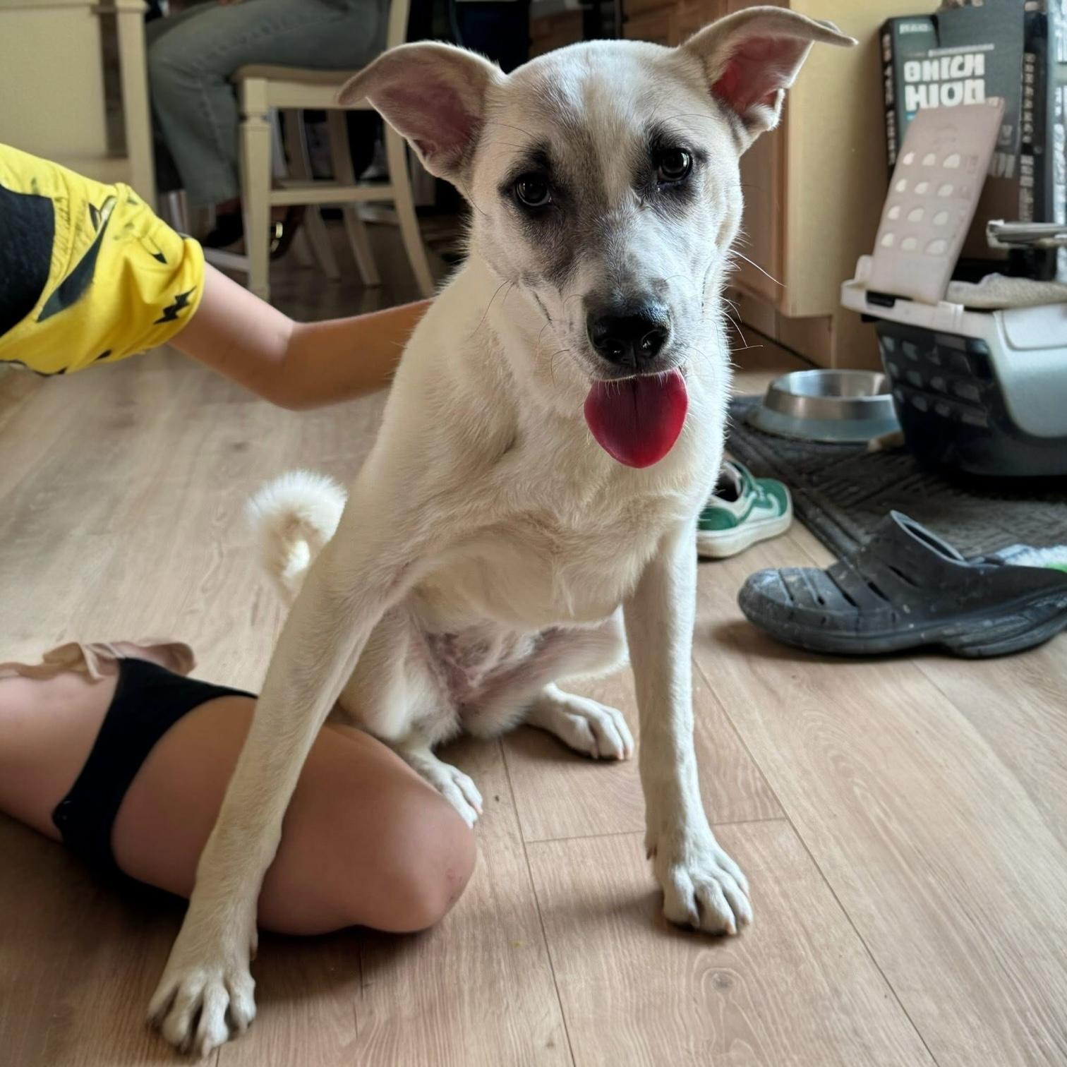 Amelia, an adoptable Australian Cattle Dog / Blue Heeler, Feist in Pittstown, NJ, 08867 | Photo Image 6