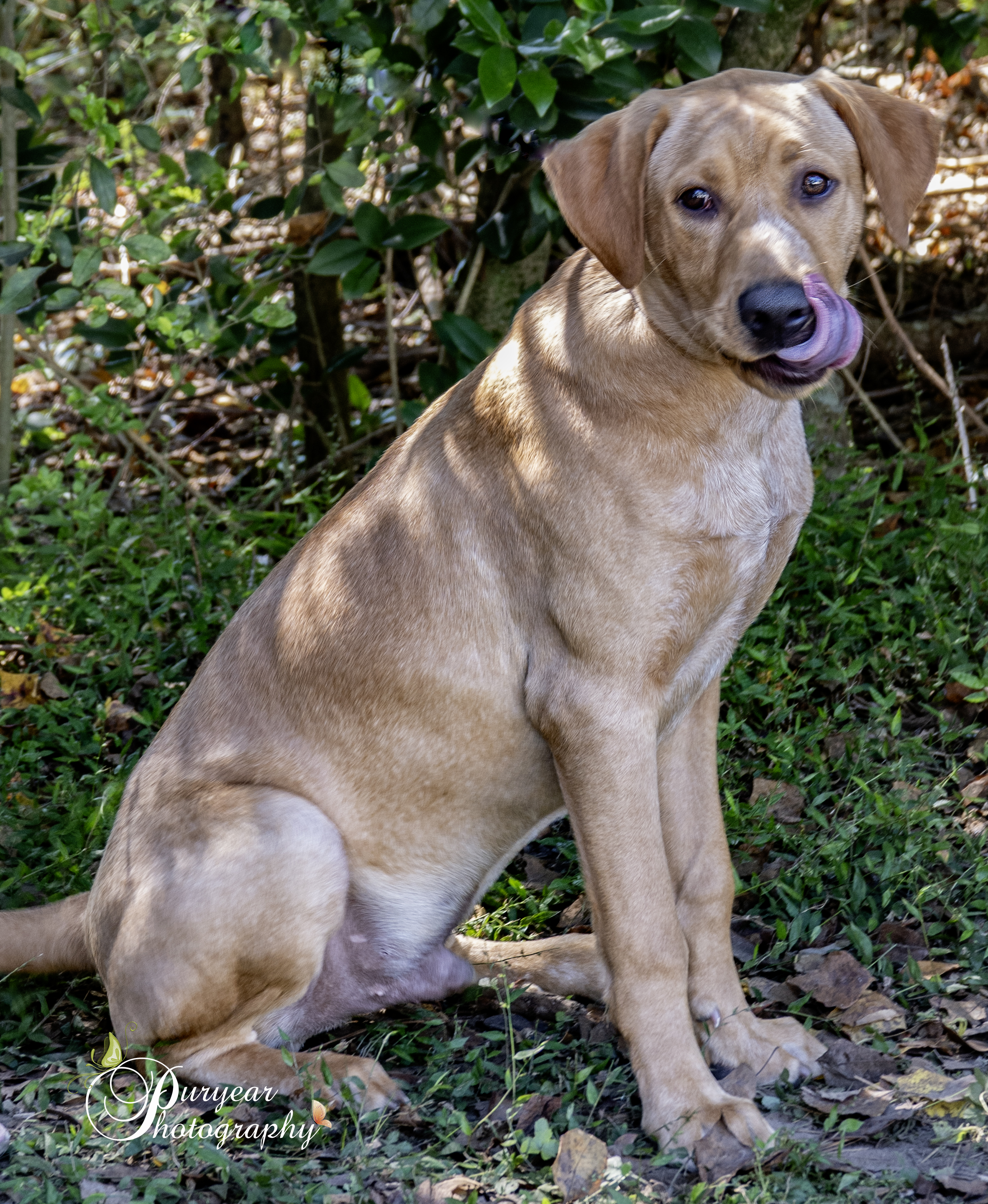 King, Adoptable, Young Male Yellow Labrador Retriever.