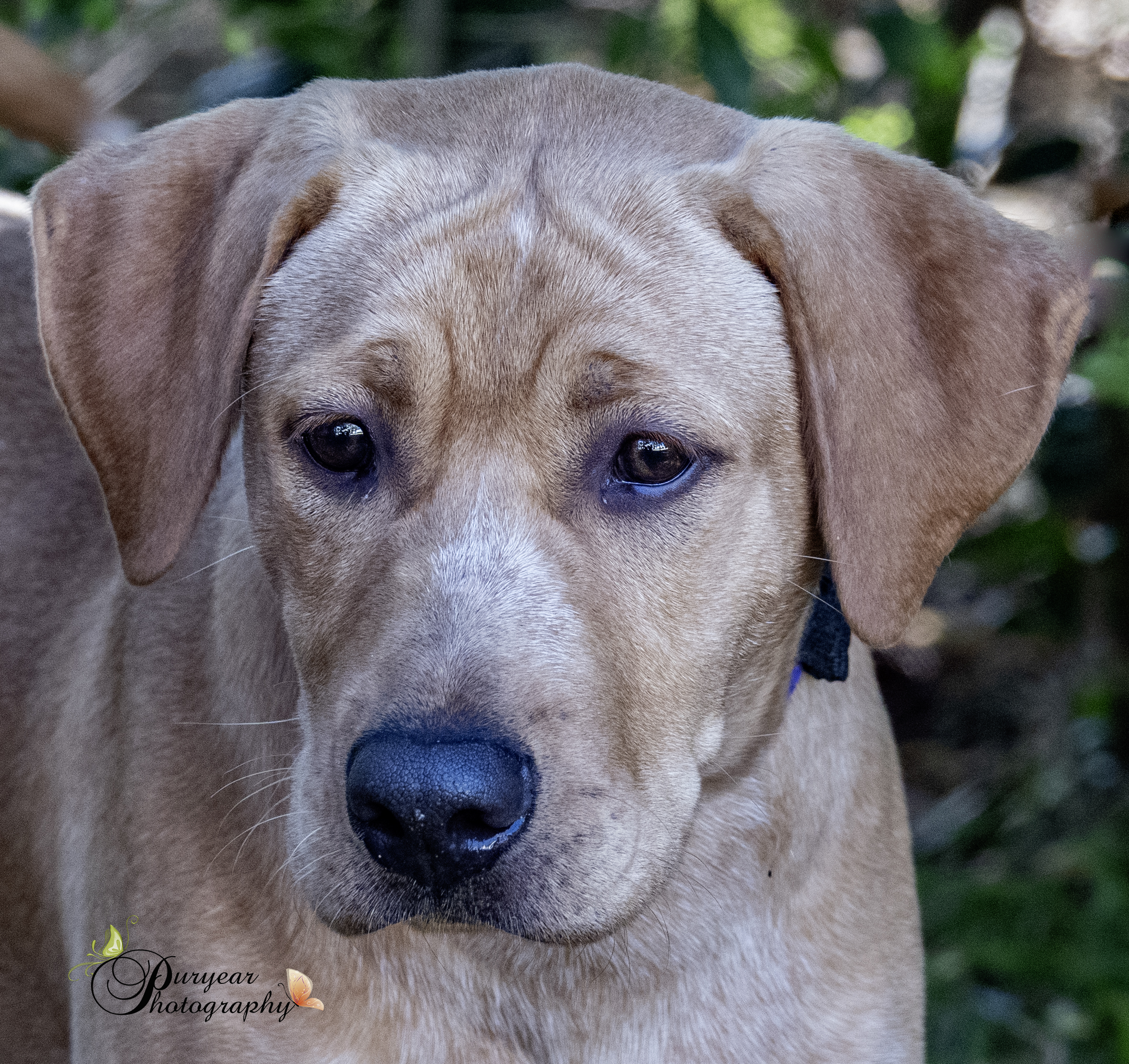 Enlarge King, a Adoptable Yellow Labrador Retriever in Mobile, AL image 2/2