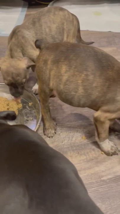 Enlarge Sake, a Adopted mixed breed in Levittown, NY video 5/9