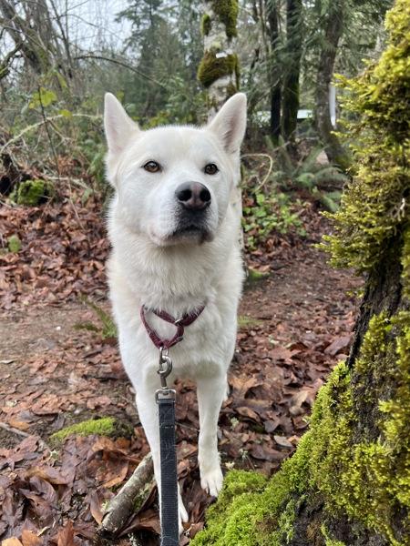 Danthony, Adoptable, Adult Male Husky.