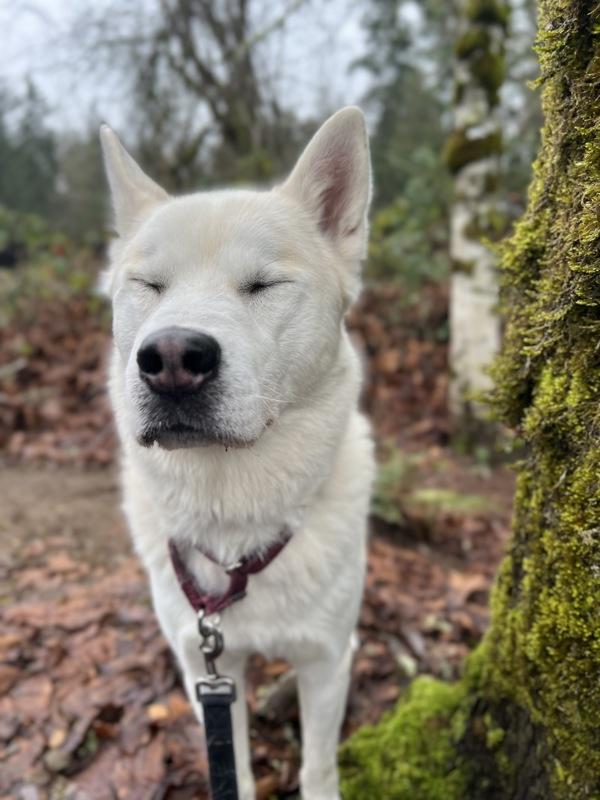 Danthony, a Adoptable mixed breed in Silverdale, WA image 2/6