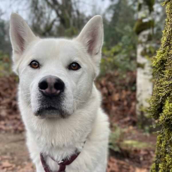 Danthony, a Adoptable mixed breed in Silverdale, WA image 3/6