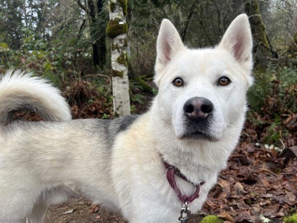 Danthony, a Adoptable mixed breed in Silverdale, WA image 4/6
