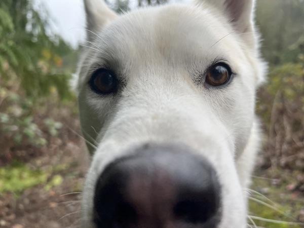 Danthony, a Adoptable mixed breed in Silverdale, WA image 5/6