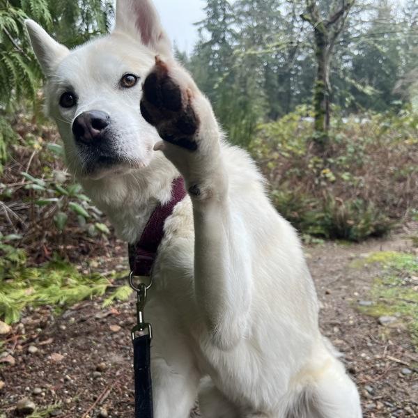 Danthony, a Adoptable mixed breed in Silverdale, WA image 6/6
