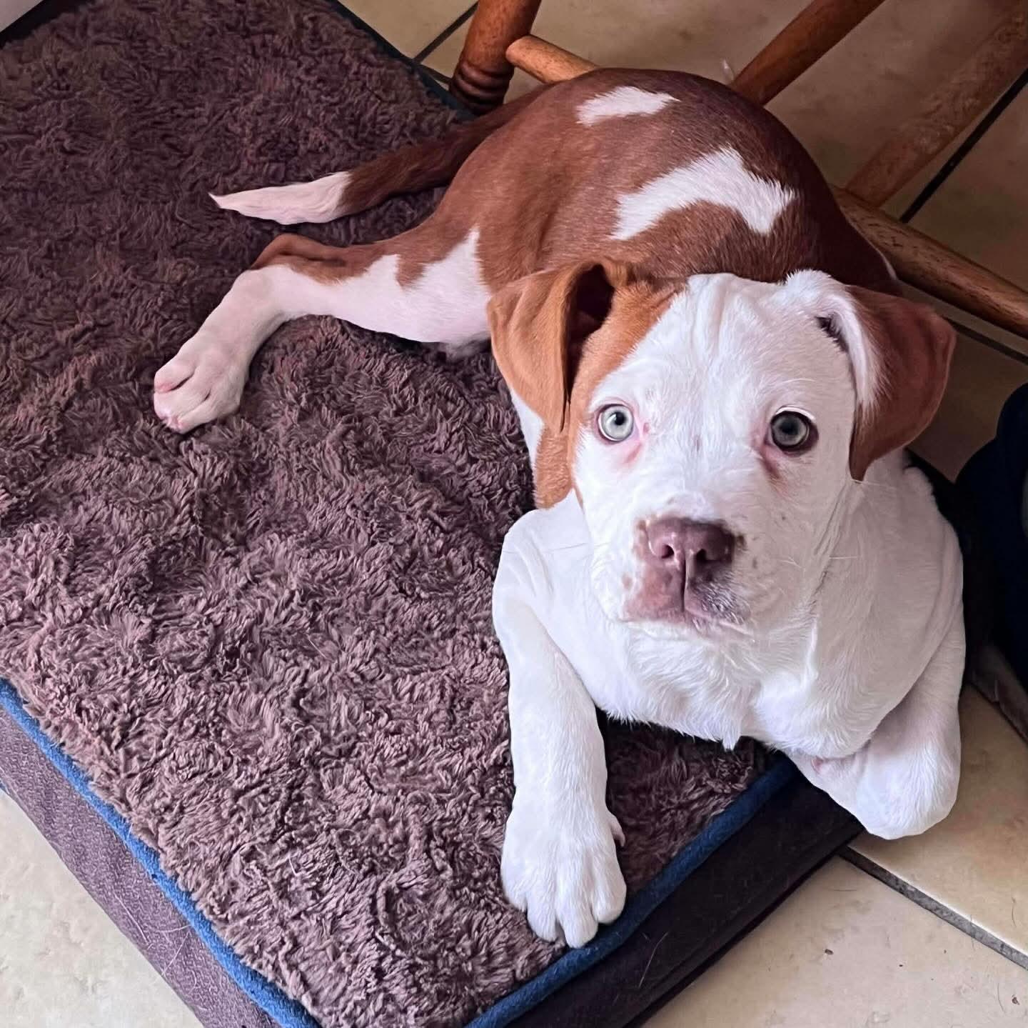 George*, adopted, Puppy Male American Bully.