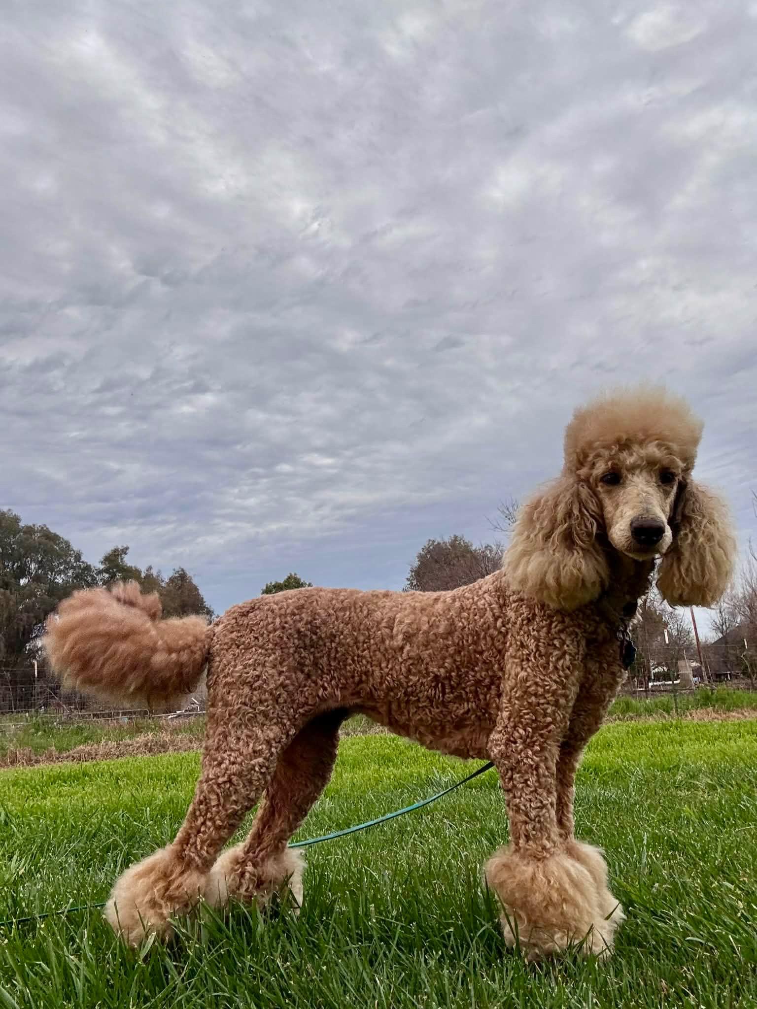 Enlarge Twiggy, a ADOPTABLE Standard Poodle in Fresno, CA image 2/2